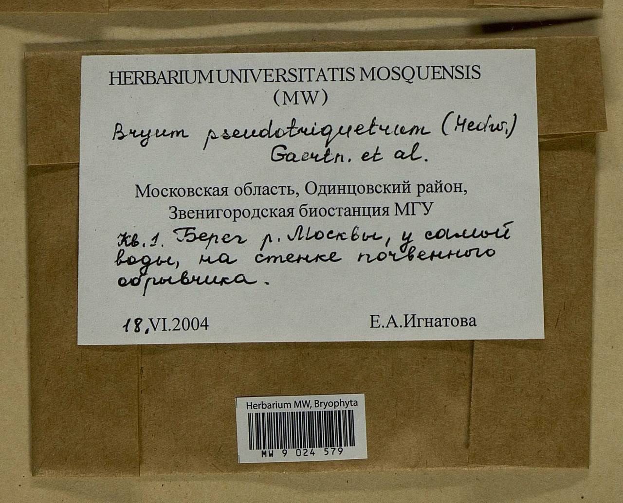 Ptychostomum pseudotriquetrum (Hedw.) J.R. Spence & H.P. Ramsay ex Holyoak & N. Pedersen, Bryophytes, Bryophytes - Moscow City & Moscow Oblast (B6a) (Russia)