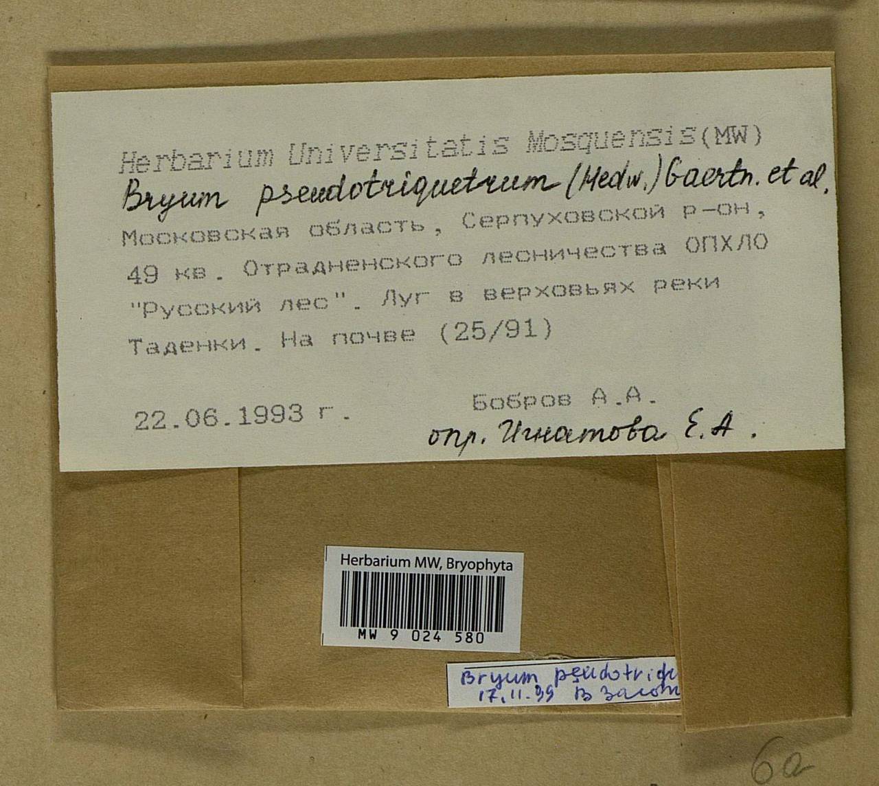 Ptychostomum pseudotriquetrum (Hedw.) J.R. Spence & H.P. Ramsay ex Holyoak & N. Pedersen, Bryophytes, Bryophytes - Moscow City & Moscow Oblast (B6a) (Russia)
