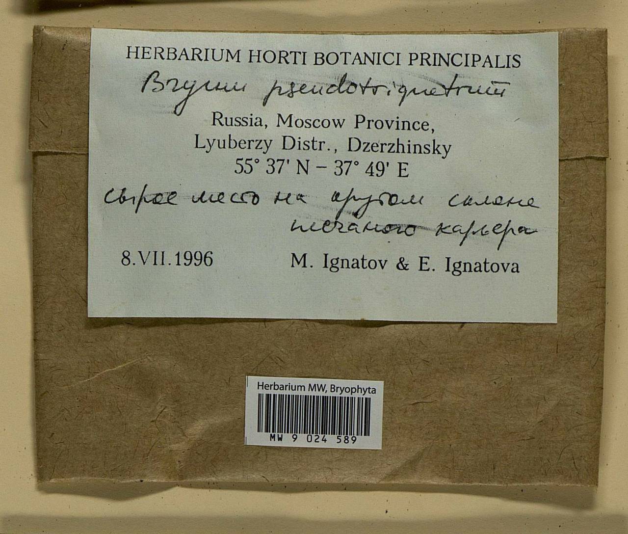 Ptychostomum pseudotriquetrum (Hedw.) J.R. Spence & H.P. Ramsay ex Holyoak & N. Pedersen, Bryophytes, Bryophytes - Moscow City & Moscow Oblast (B6a) (Russia)