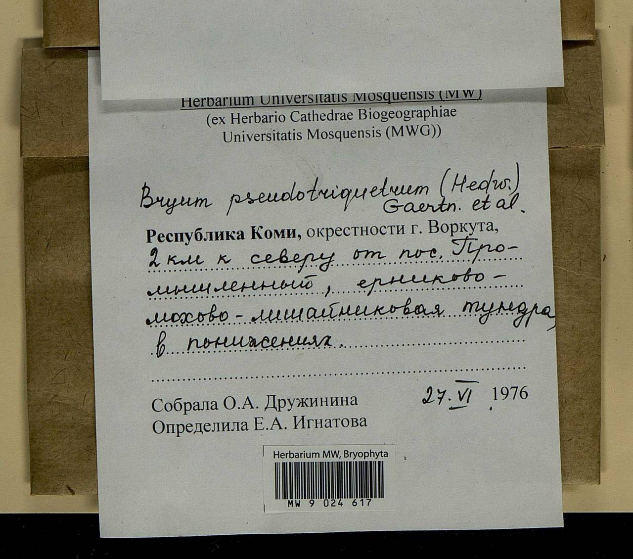 Ptychostomum pseudotriquetrum (Hedw.) J.R. Spence & H.P. Ramsay ex Holyoak & N. Pedersen, Bryophytes, Bryophytes - European North East (B7) (Russia)