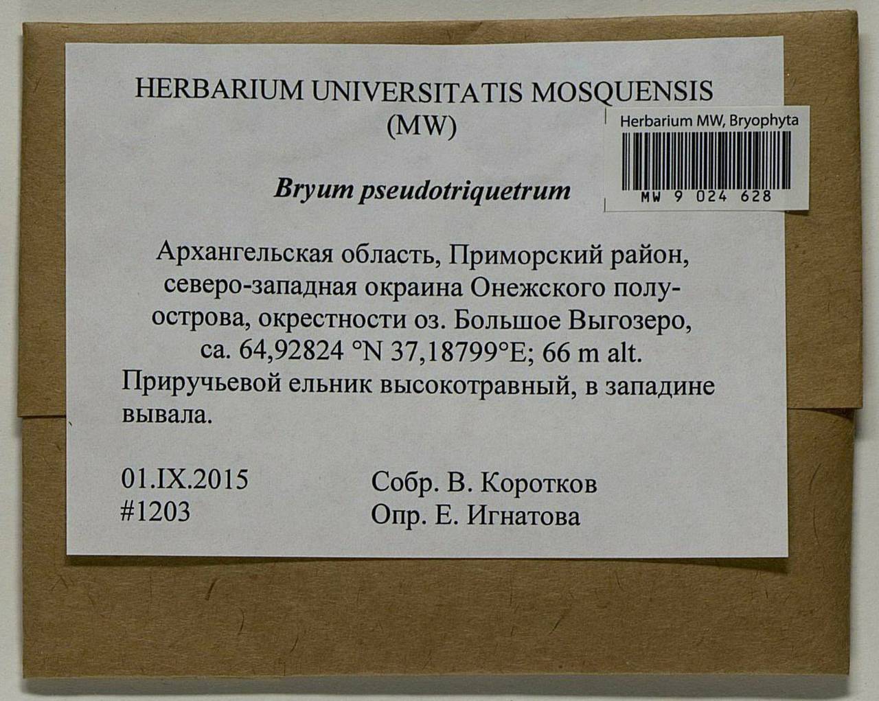 Ptychostomum pseudotriquetrum (Hedw.) J.R. Spence & H.P. Ramsay ex Holyoak & N. Pedersen, Bryophytes, Bryophytes - European North East (B7) (Russia)