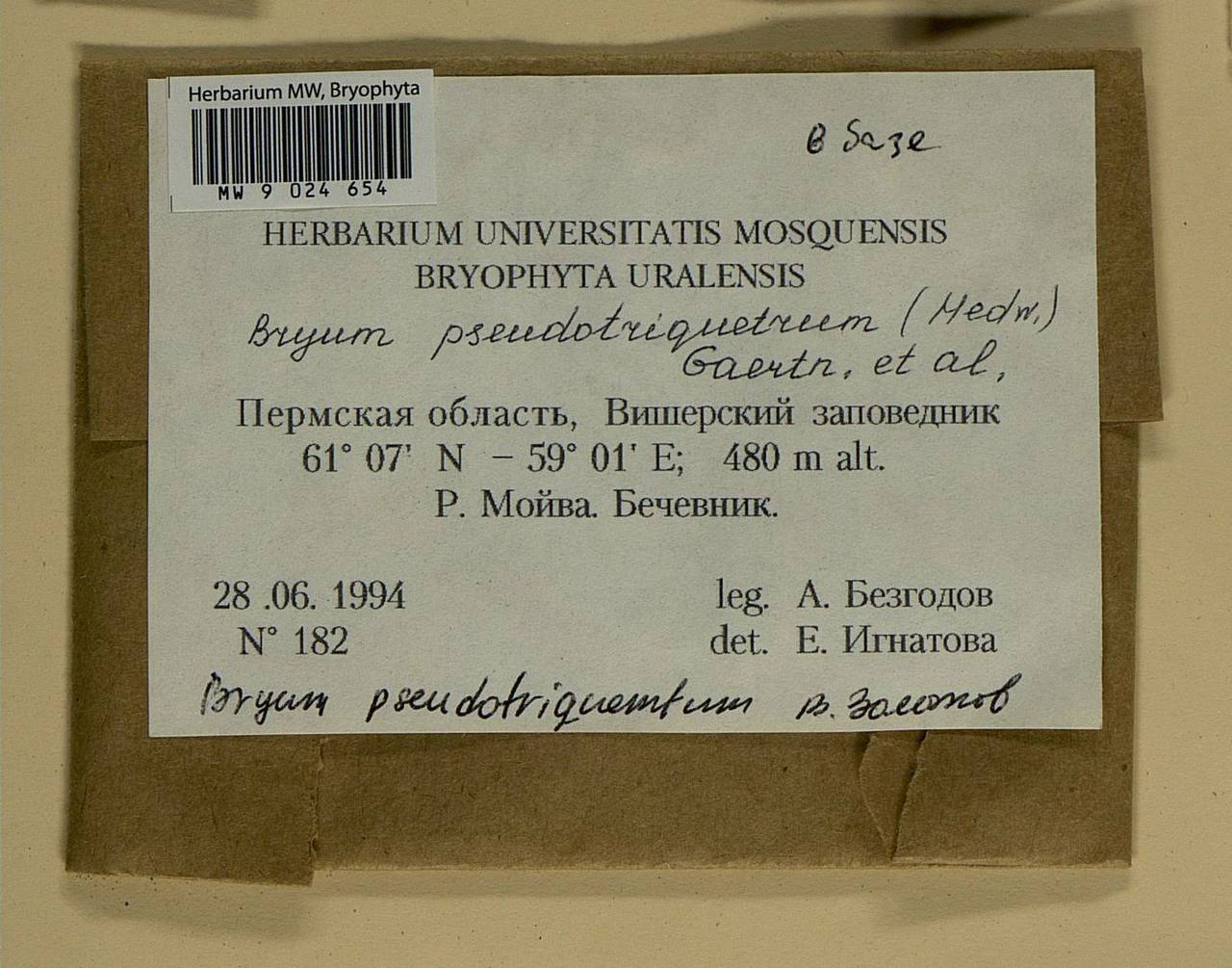 Ptychostomum pseudotriquetrum (Hedw.) J.R. Spence & H.P. Ramsay ex Holyoak & N. Pedersen, Bryophytes, Bryophytes - Permsky Krai, Udmurt Republic, Sverdlovsk & Kirov Oblasts (B8) (Russia)