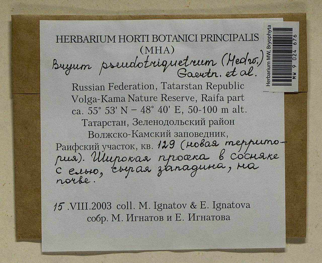 Ptychostomum pseudotriquetrum (Hedw.) J.R. Spence & H.P. Ramsay ex Holyoak & N. Pedersen, Bryophytes, Bryophytes - Middle Volga (B9) (Russia)