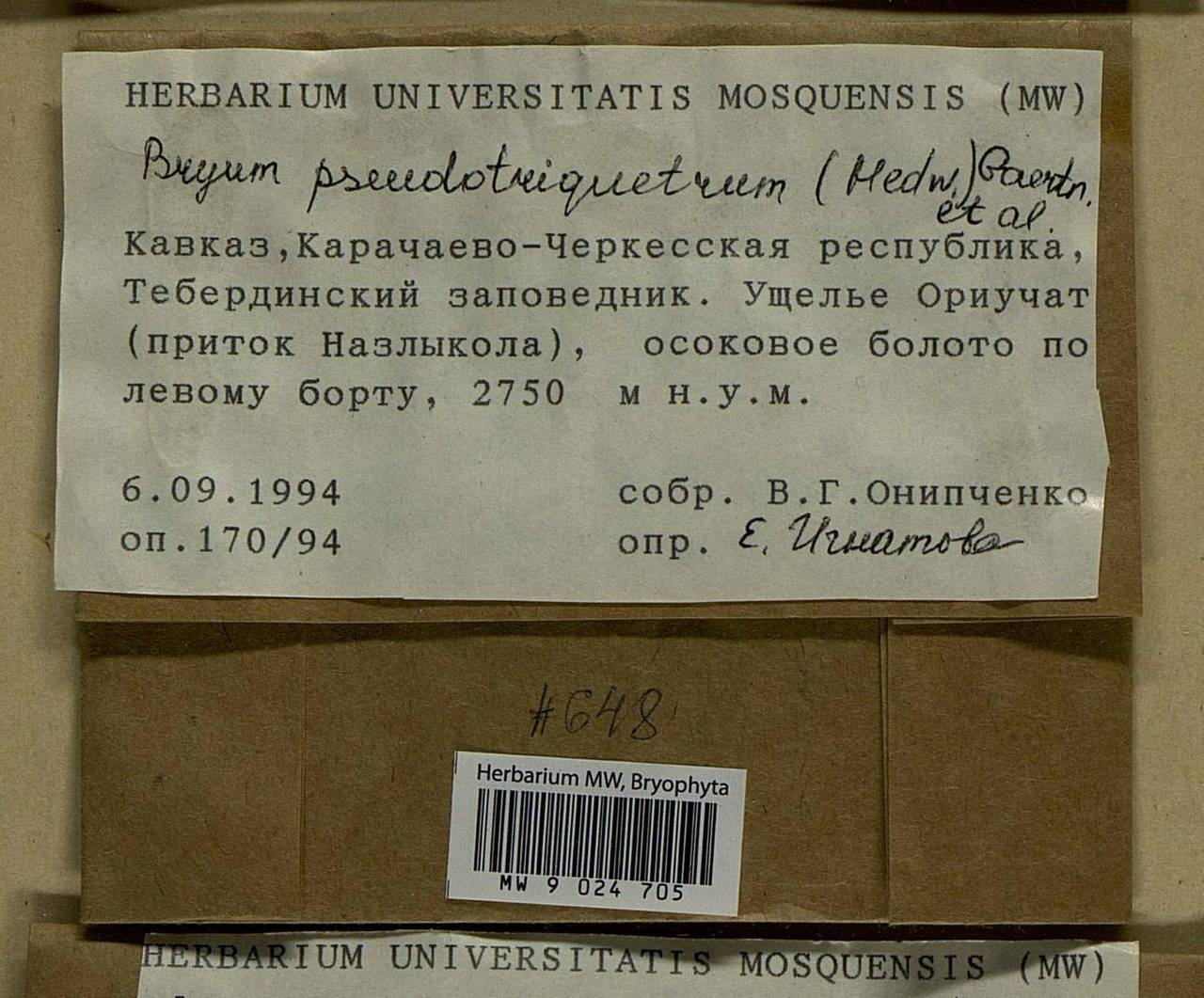 Ptychostomum pseudotriquetrum (Hedw.) J.R. Spence & H.P. Ramsay ex Holyoak & N. Pedersen, Bryophytes, Bryophytes - North Caucasus & Ciscaucasia (B12) (Russia)