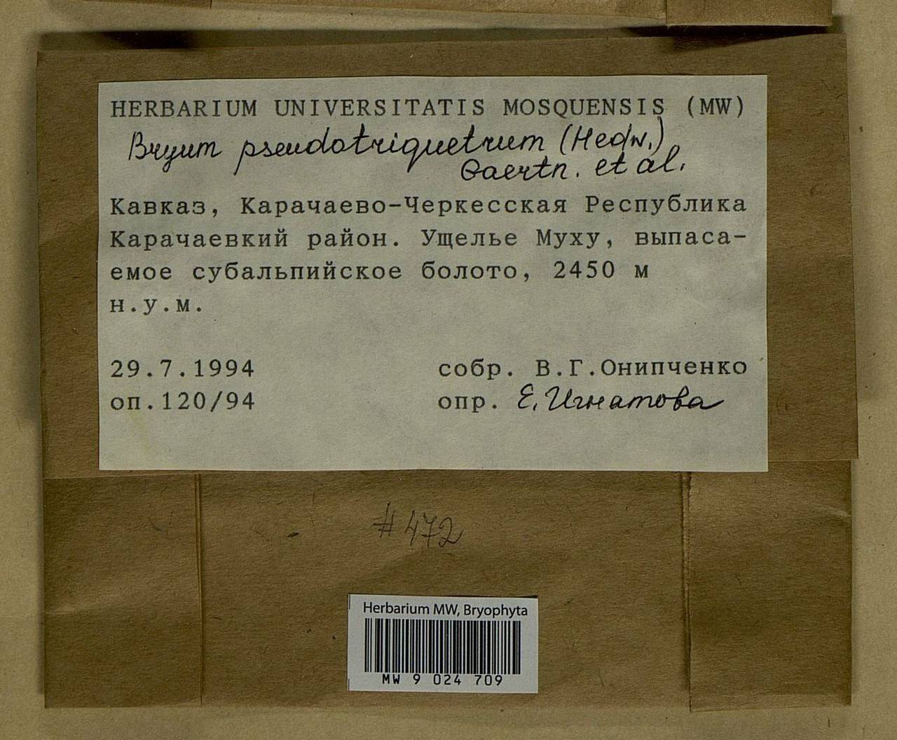 Ptychostomum pseudotriquetrum (Hedw.) J.R. Spence & H.P. Ramsay ex Holyoak & N. Pedersen, Bryophytes, Bryophytes - North Caucasus & Ciscaucasia (B12) (Russia)