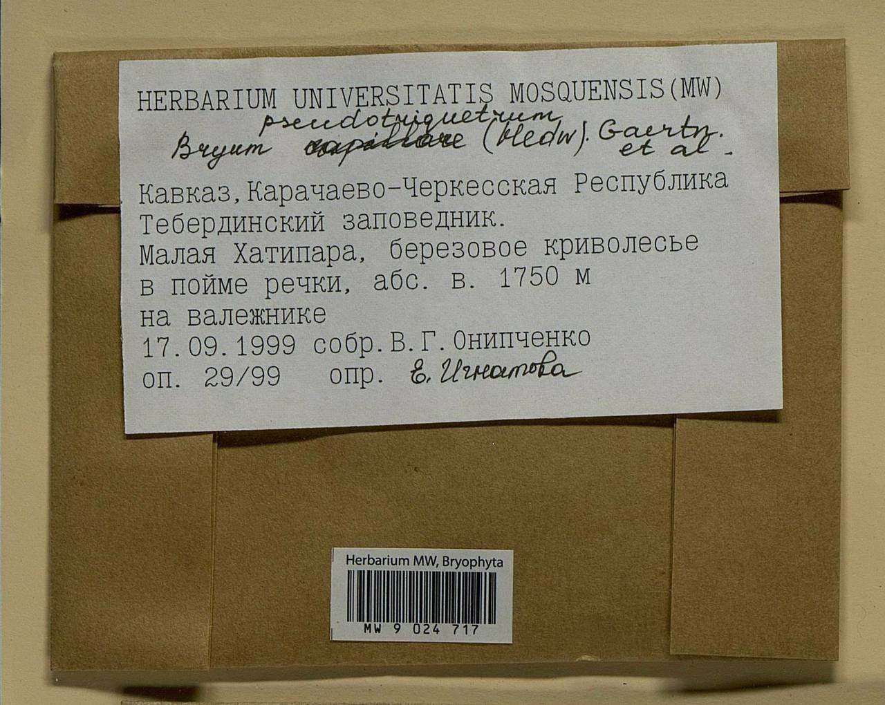 Ptychostomum pseudotriquetrum (Hedw.) J.R. Spence & H.P. Ramsay ex Holyoak & N. Pedersen, Bryophytes, Bryophytes - North Caucasus & Ciscaucasia (B12) (Russia)