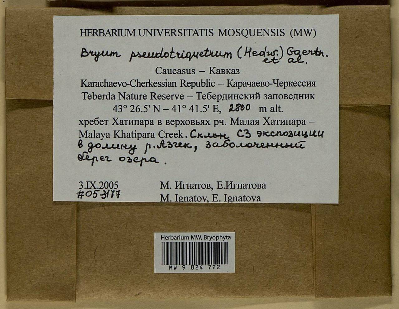 Ptychostomum pseudotriquetrum (Hedw.) J.R. Spence & H.P. Ramsay ex Holyoak & N. Pedersen, Bryophytes, Bryophytes - North Caucasus & Ciscaucasia (B12) (Russia)