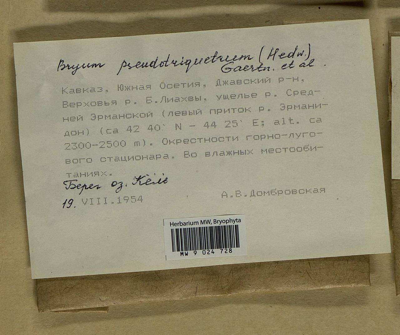 Ptychostomum pseudotriquetrum (Hedw.) J.R. Spence & H.P. Ramsay ex Holyoak & N. Pedersen, Bryophytes, Bryophytes - Transcaucasia (B13) (South Ossetia)