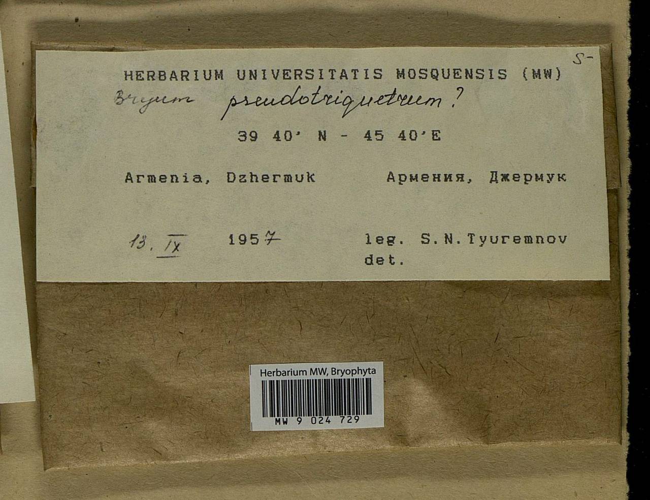 Ptychostomum pseudotriquetrum (Hedw.) J.R. Spence & H.P. Ramsay ex Holyoak & N. Pedersen, Bryophytes, Bryophytes - Transcaucasia (B13) (Armenia)