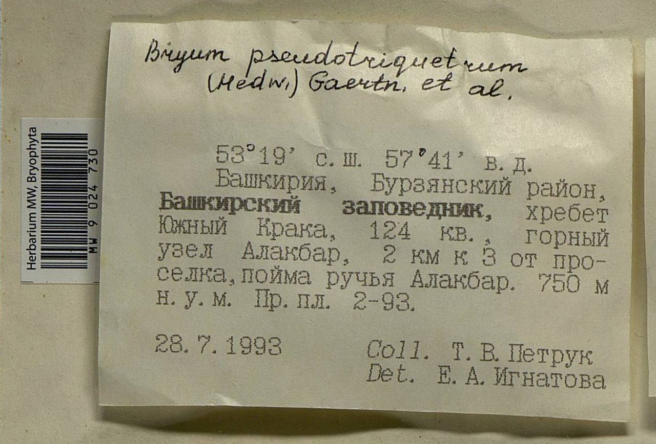 Ptychostomum pseudotriquetrum (Hedw.) J.R. Spence & H.P. Ramsay ex Holyoak & N. Pedersen, Bryophytes, Bryophytes - South Urals (B14) (Russia)