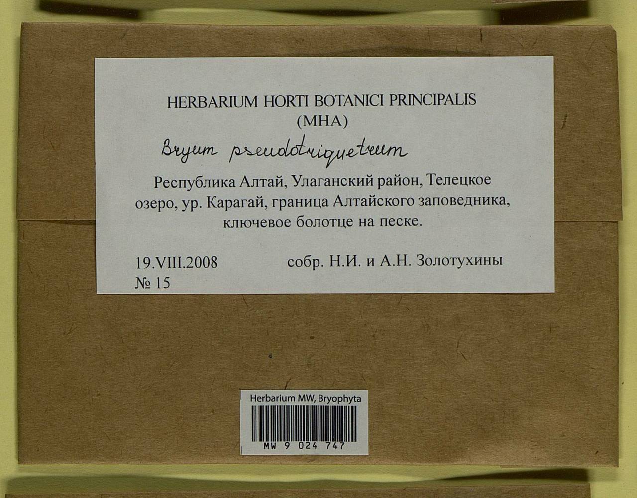 Ptychostomum pseudotriquetrum (Hedw.) J.R. Spence & H.P. Ramsay ex Holyoak & N. Pedersen, Bryophytes, Bryophytes - Western Siberia (including Altai) (B15) (Russia)