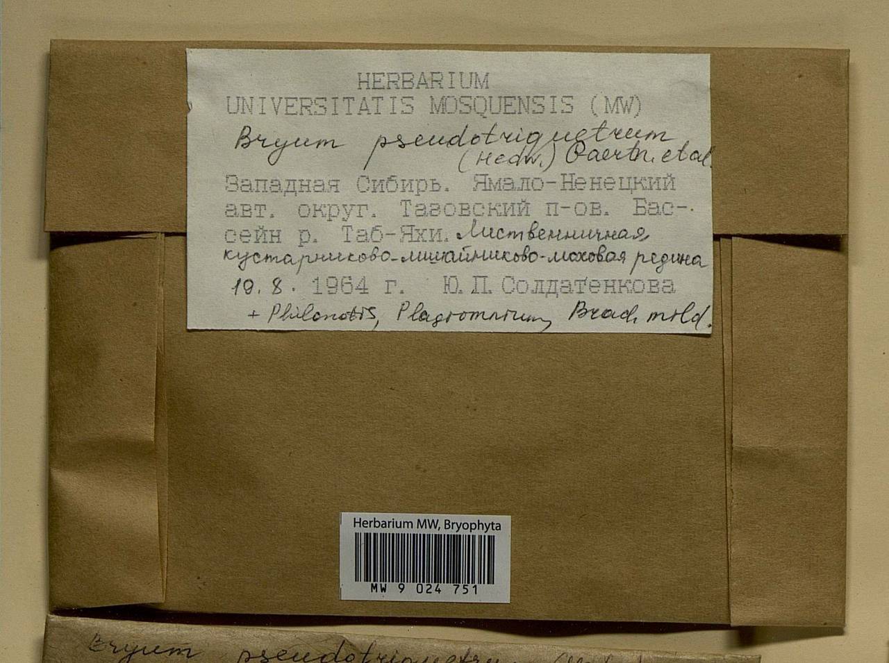 Ptychostomum pseudotriquetrum (Hedw.) J.R. Spence & H.P. Ramsay ex Holyoak & N. Pedersen, Bryophytes, Bryophytes - Western Siberia (including Altai) (B15) (Russia)