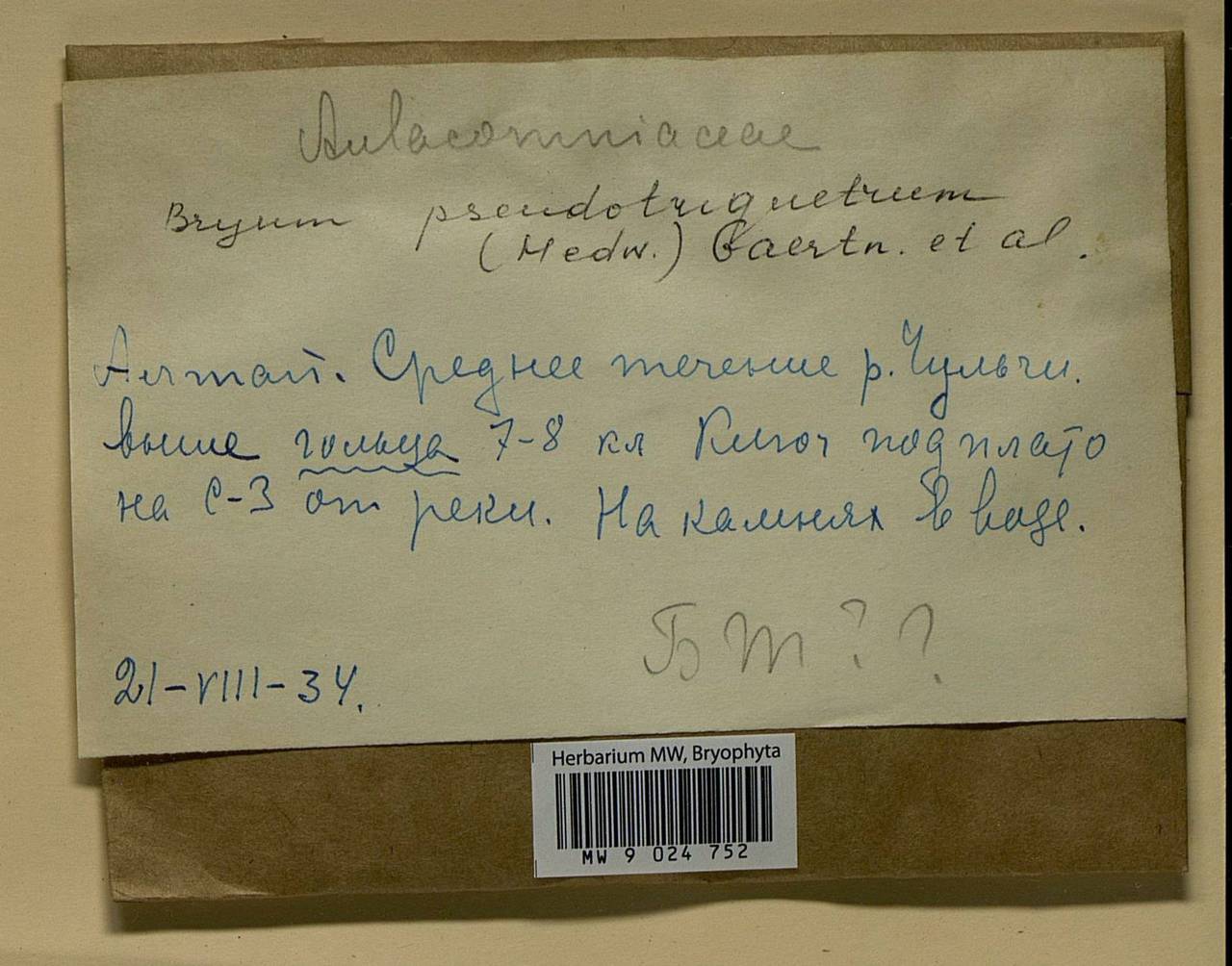 Ptychostomum pseudotriquetrum (Hedw.) J.R. Spence & H.P. Ramsay ex Holyoak & N. Pedersen, Bryophytes, Bryophytes - Western Siberia (including Altai) (B15) (Russia)