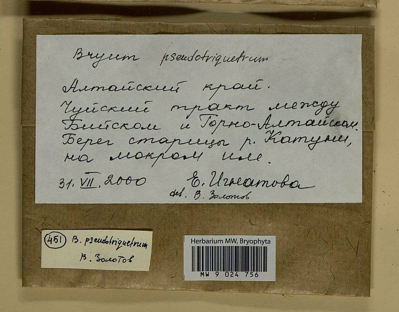 Ptychostomum pseudotriquetrum (Hedw.) J.R. Spence & H.P. Ramsay ex Holyoak & N. Pedersen, Bryophytes, Bryophytes - Western Siberia (including Altai) (B15) (Russia)
