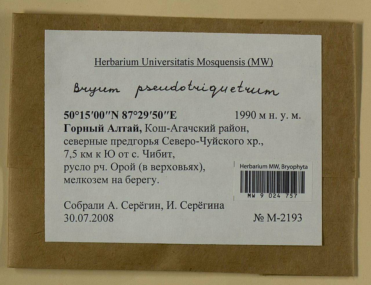 Ptychostomum pseudotriquetrum (Hedw.) J.R. Spence & H.P. Ramsay ex Holyoak & N. Pedersen, Bryophytes, Bryophytes - Western Siberia (including Altai) (B15) (Russia)