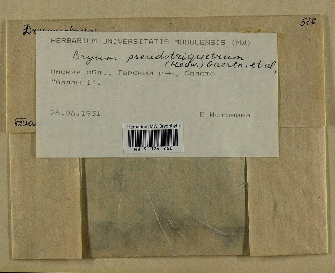 Ptychostomum pseudotriquetrum (Hedw.) J.R. Spence & H.P. Ramsay ex Holyoak & N. Pedersen, Bryophytes, Bryophytes - Western Siberia (including Altai) (B15) (Russia)