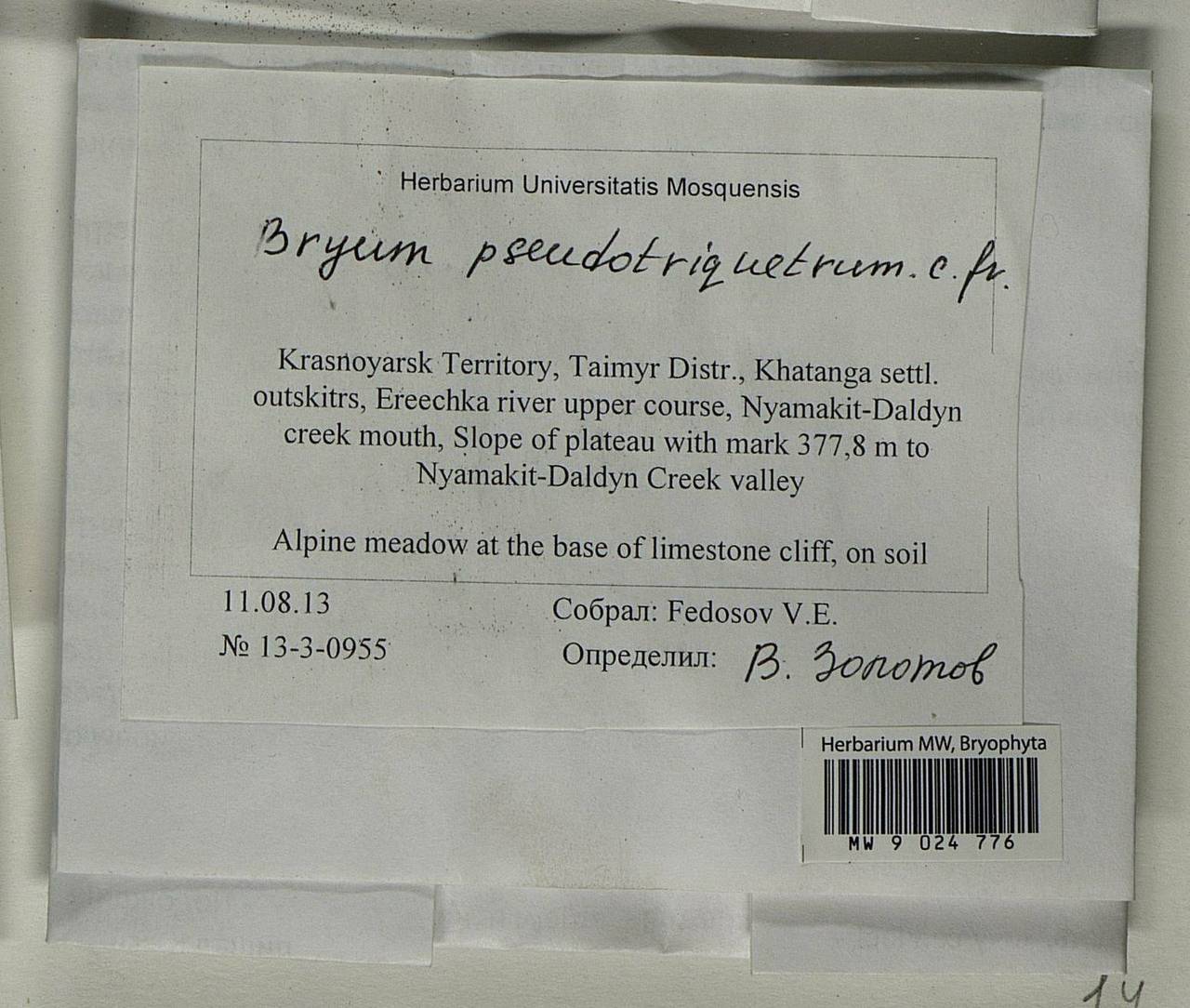 Ptychostomum pseudotriquetrum (Hedw.) J.R. Spence & H.P. Ramsay ex Holyoak & N. Pedersen, Bryophytes, Bryophytes - Krasnoyarsk Krai, Tyva & Khakassia (B17) (Russia)