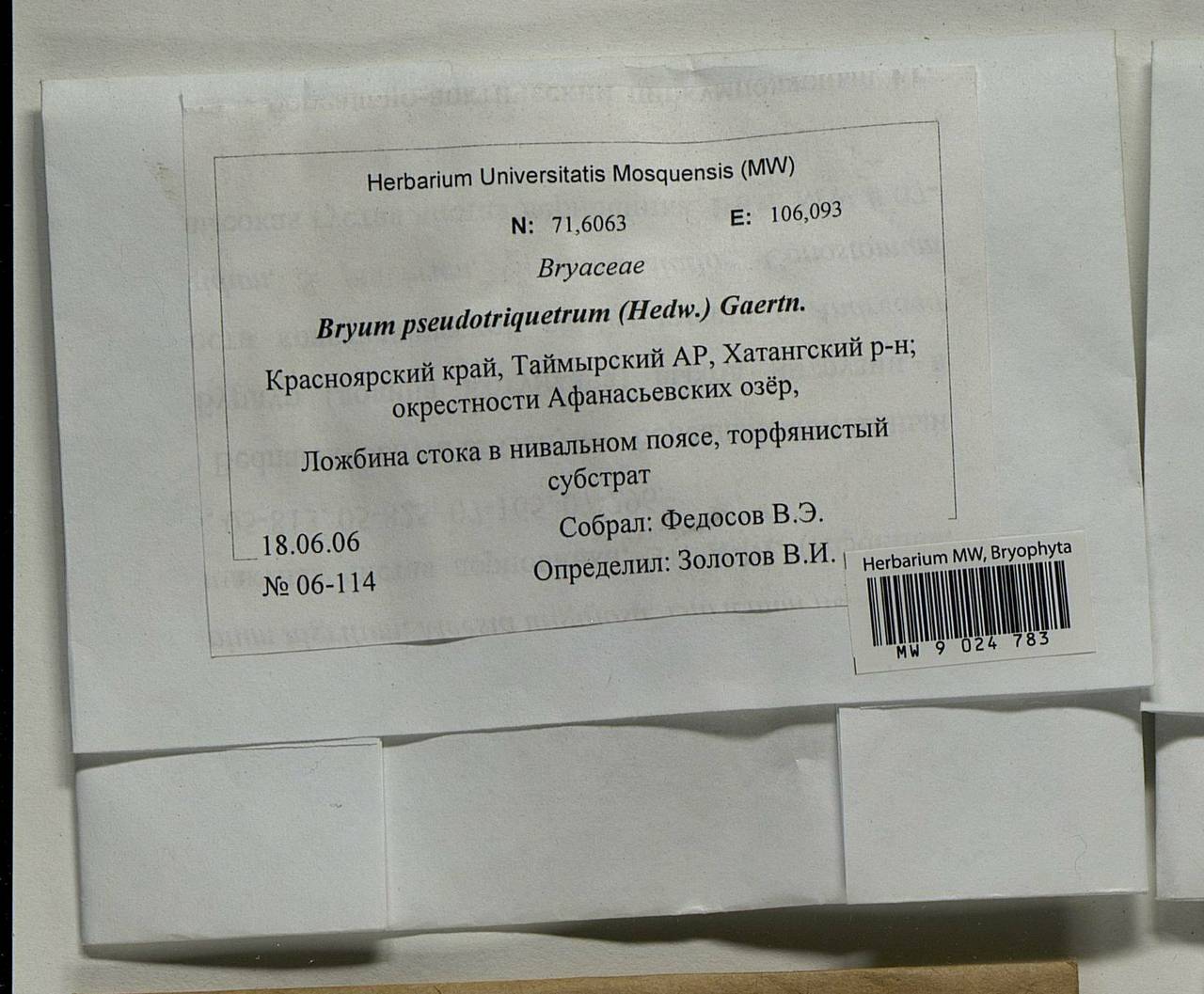 Ptychostomum pseudotriquetrum (Hedw.) J.R. Spence & H.P. Ramsay ex Holyoak & N. Pedersen, Bryophytes, Bryophytes - Krasnoyarsk Krai, Tyva & Khakassia (B17) (Russia)