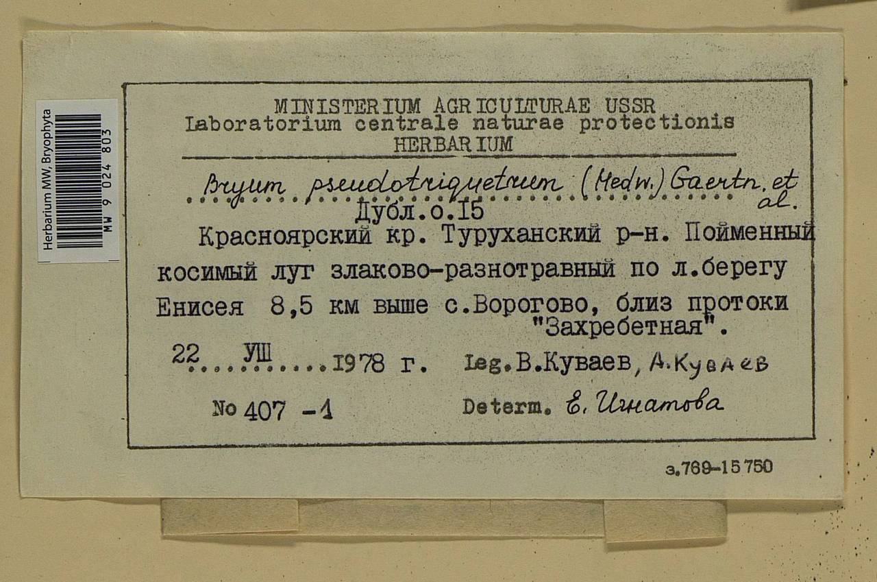 Ptychostomum pseudotriquetrum (Hedw.) J.R. Spence & H.P. Ramsay ex Holyoak & N. Pedersen, Bryophytes, Bryophytes - Krasnoyarsk Krai, Tyva & Khakassia (B17) (Russia)