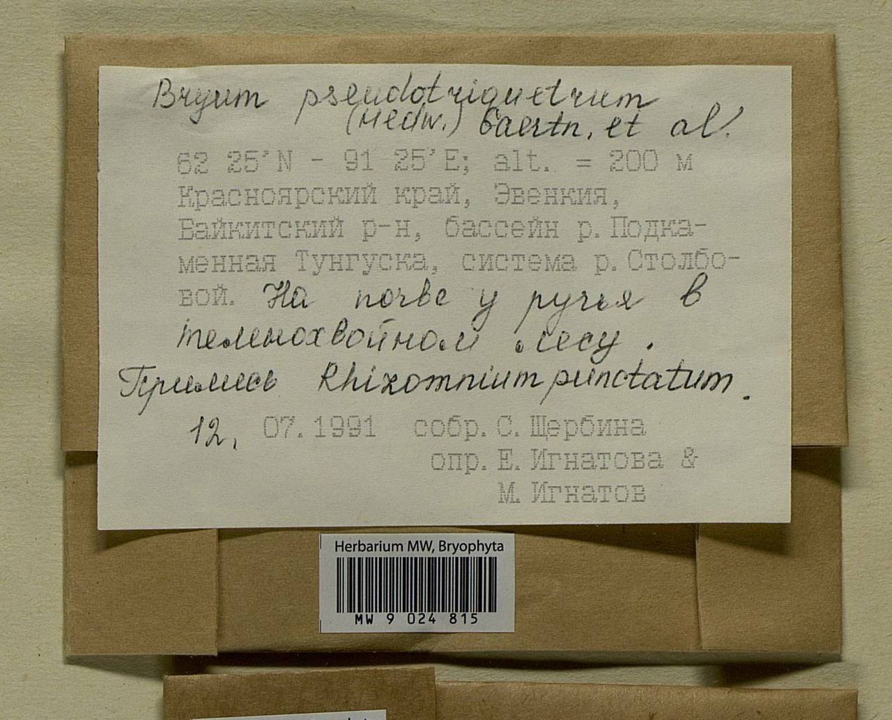 Ptychostomum pseudotriquetrum (Hedw.) J.R. Spence & H.P. Ramsay ex Holyoak & N. Pedersen, Bryophytes, Bryophytes - Krasnoyarsk Krai, Tyva & Khakassia (B17) (Russia)