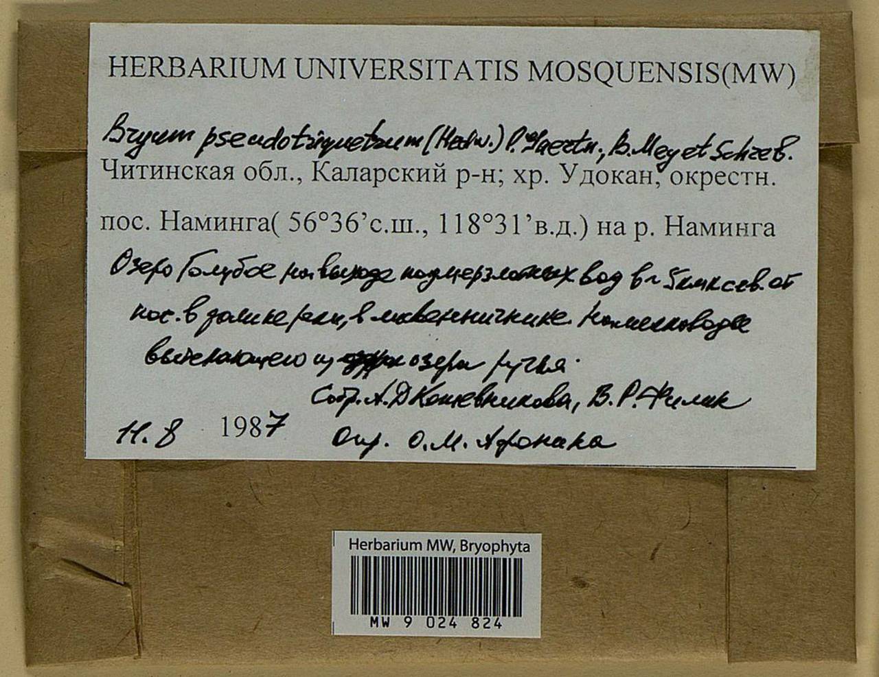 Ptychostomum pseudotriquetrum (Hedw.) J.R. Spence & H.P. Ramsay ex Holyoak & N. Pedersen, Bryophytes, Bryophytes - Baikal & Transbaikal regions (B18) (Russia)