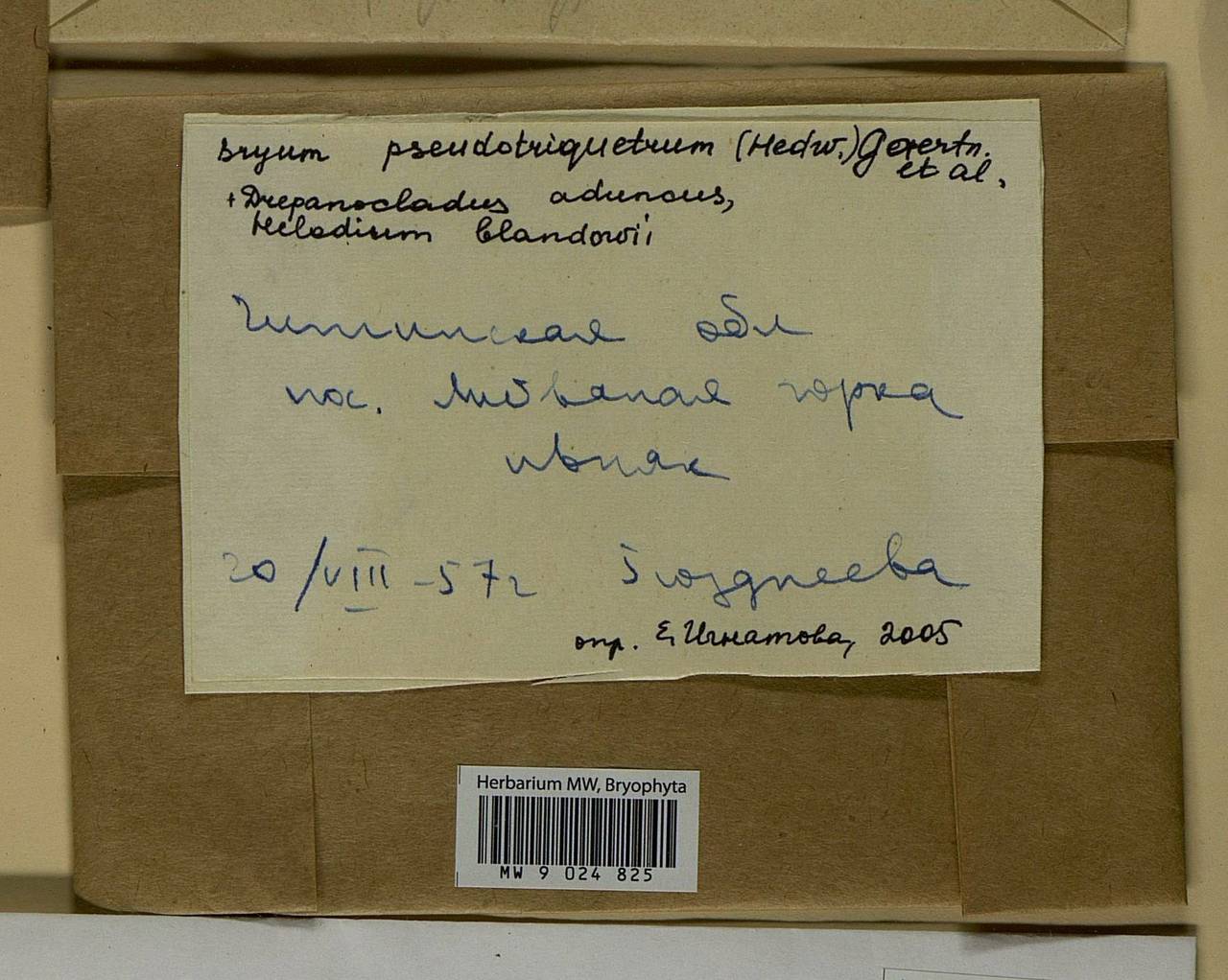 Ptychostomum pseudotriquetrum (Hedw.) J.R. Spence & H.P. Ramsay ex Holyoak & N. Pedersen, Bryophytes, Bryophytes - Baikal & Transbaikal regions (B18) (Russia)