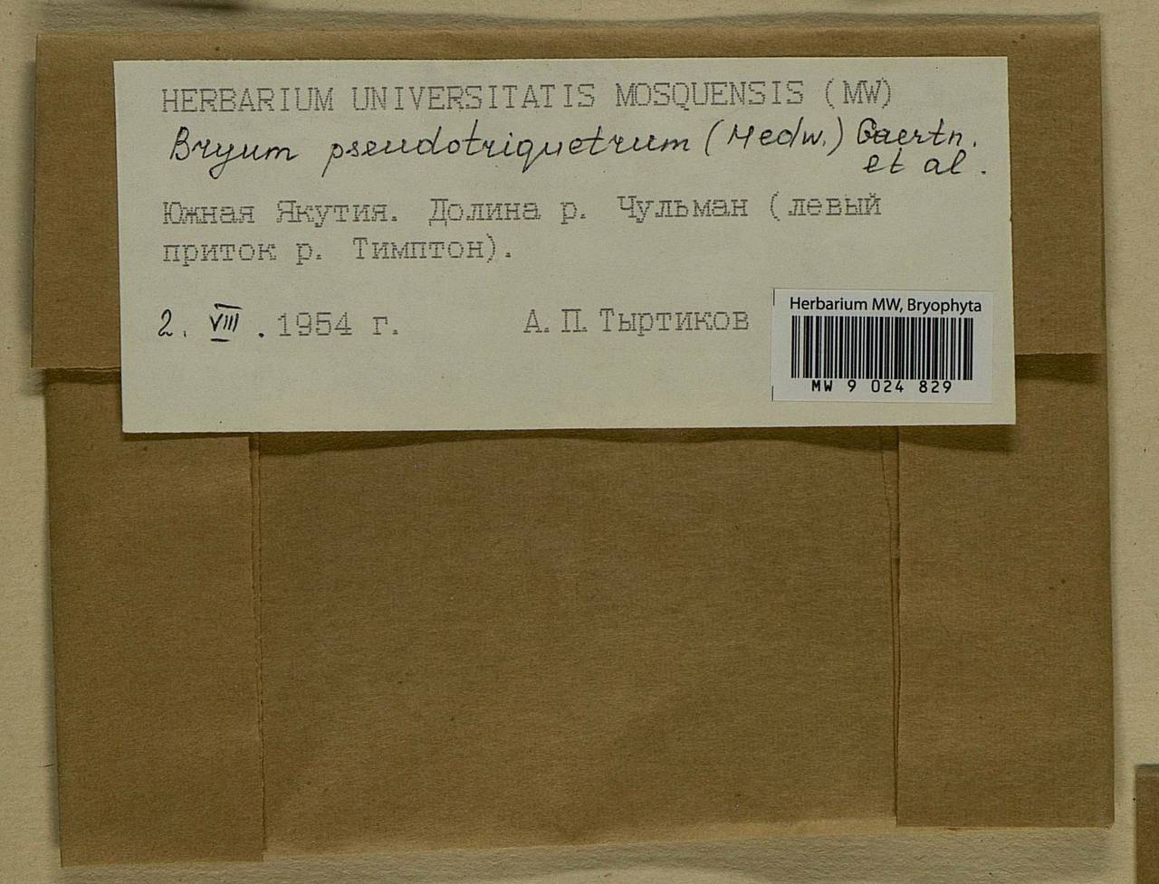 Ptychostomum pseudotriquetrum (Hedw.) J.R. Spence & H.P. Ramsay ex Holyoak & N. Pedersen, Bryophytes, Bryophytes - Yakutia (B19) (Russia)