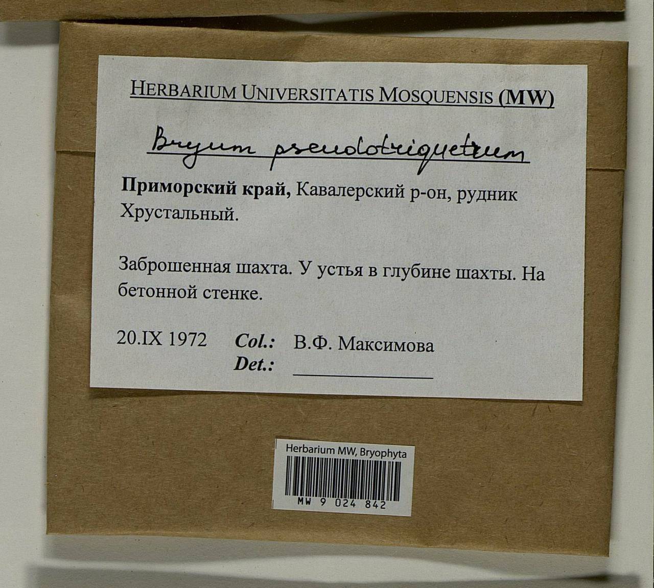 Ptychostomum pseudotriquetrum (Hedw.) J.R. Spence & H.P. Ramsay ex Holyoak & N. Pedersen, Bryophytes, Bryophytes - Russian Far East (excl. Chukotka & Kamchatka) (B20) (Russia)