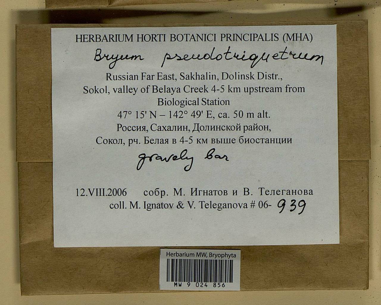 Ptychostomum pseudotriquetrum (Hedw.) J.R. Spence & H.P. Ramsay ex Holyoak & N. Pedersen, Bryophytes, Bryophytes - Russian Far East (excl. Chukotka & Kamchatka) (B20) (Russia)