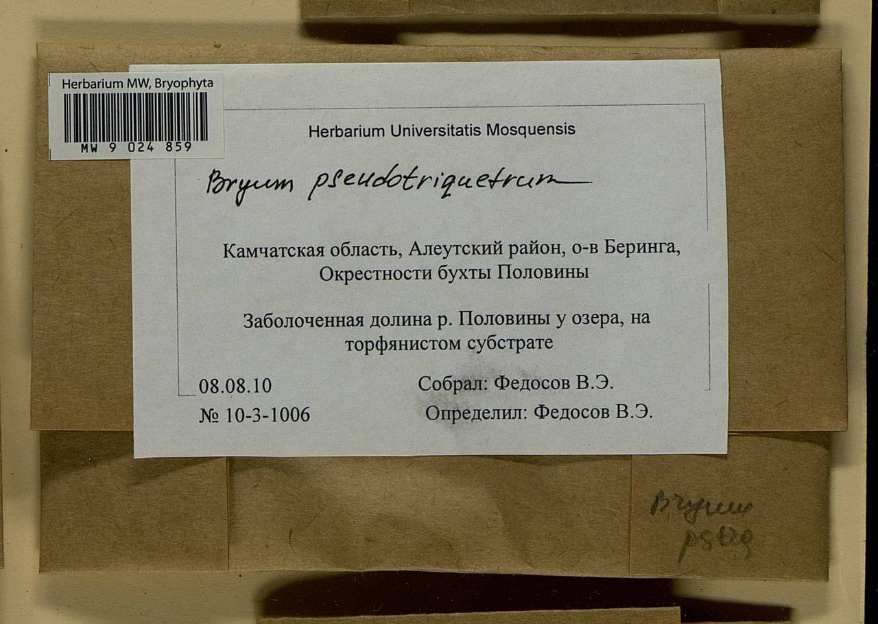 Ptychostomum pseudotriquetrum (Hedw.) J.R. Spence & H.P. Ramsay ex Holyoak & N. Pedersen, Bryophytes, Bryophytes - Chukotka & Kamchatka (B21) (Russia)