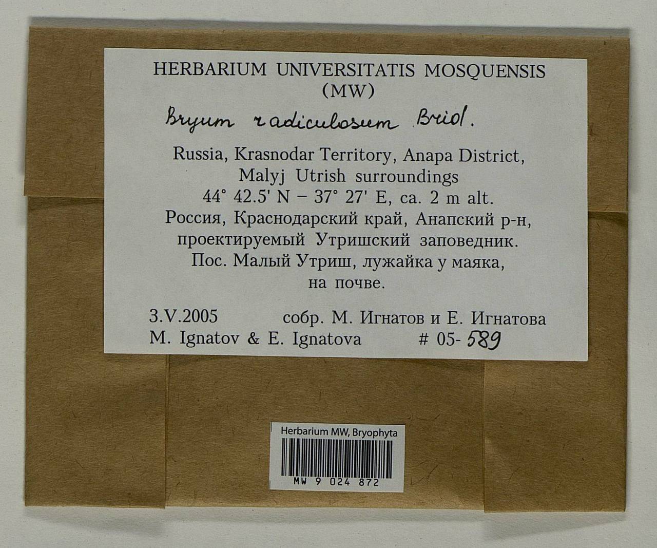 Gemmabryum radiculosum (Brid.) J.R. Spence & H.P. Ramsay, Bryophytes, Bryophytes - North Caucasus & Ciscaucasia (B12) (Russia)