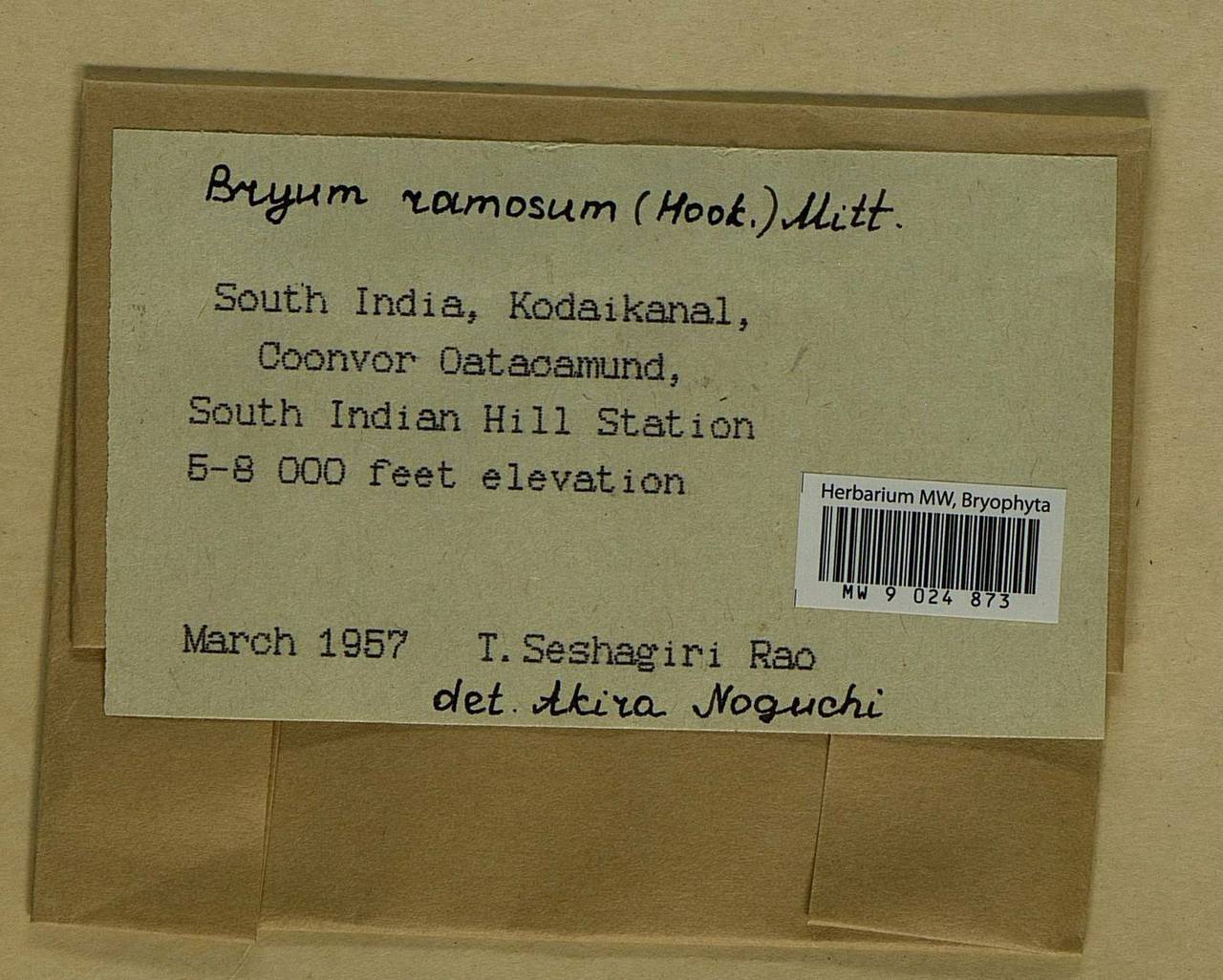 Rosulabryum billarderii (Schwägr.) J.R. Spence, Bryophytes, Bryophytes - Asia (outside ex-Soviet states) (BAs) (India)