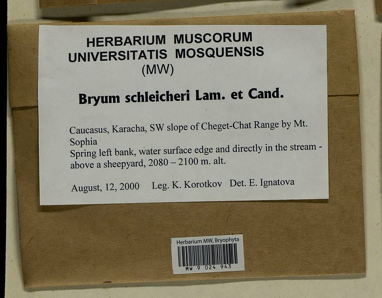 Ptychostomum schleicheri (DC.) J.R. Spence, Bryophytes, Bryophytes - North Caucasus & Ciscaucasia (B12) (Russia)