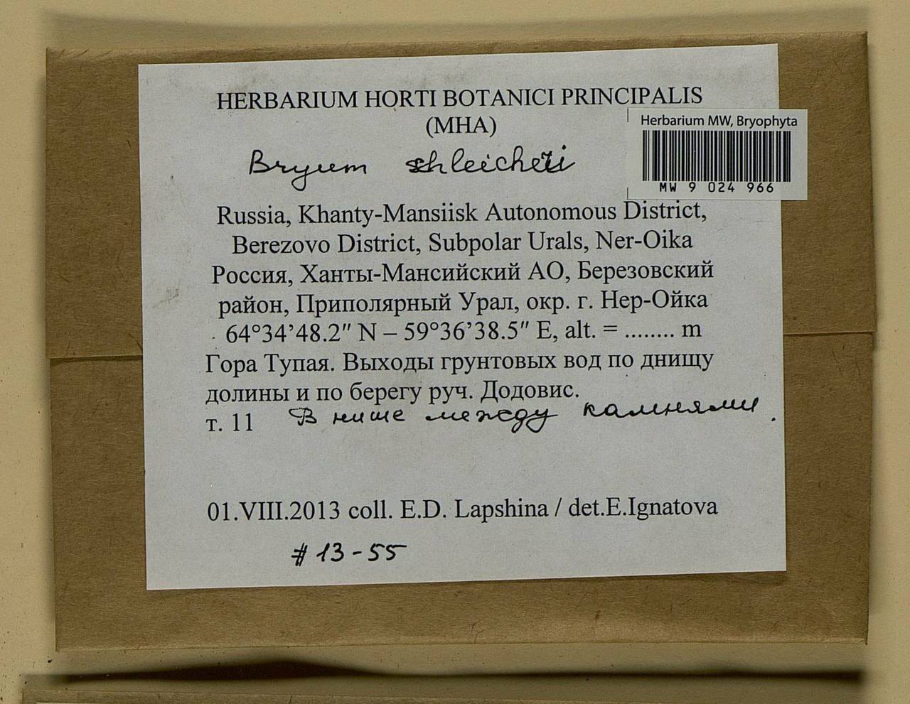 Ptychostomum schleicheri (DC.) J.R. Spence, Bryophytes, Bryophytes - Western Siberia (including Altai) (B15) (Russia)