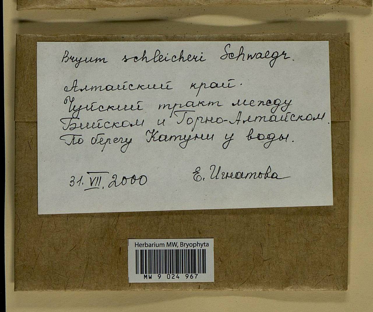 Ptychostomum schleicheri (DC.) J.R. Spence, Bryophytes, Bryophytes - Western Siberia (including Altai) (B15) (Russia)