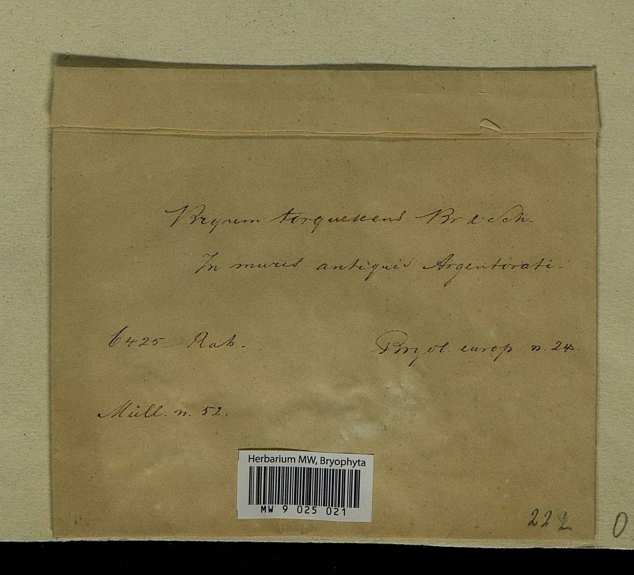 Rosulabryum torquescens (Bruch & Schimp.) J.R. Spence, Bryophytes, Bryophytes - Western Europe (BEu) (France)