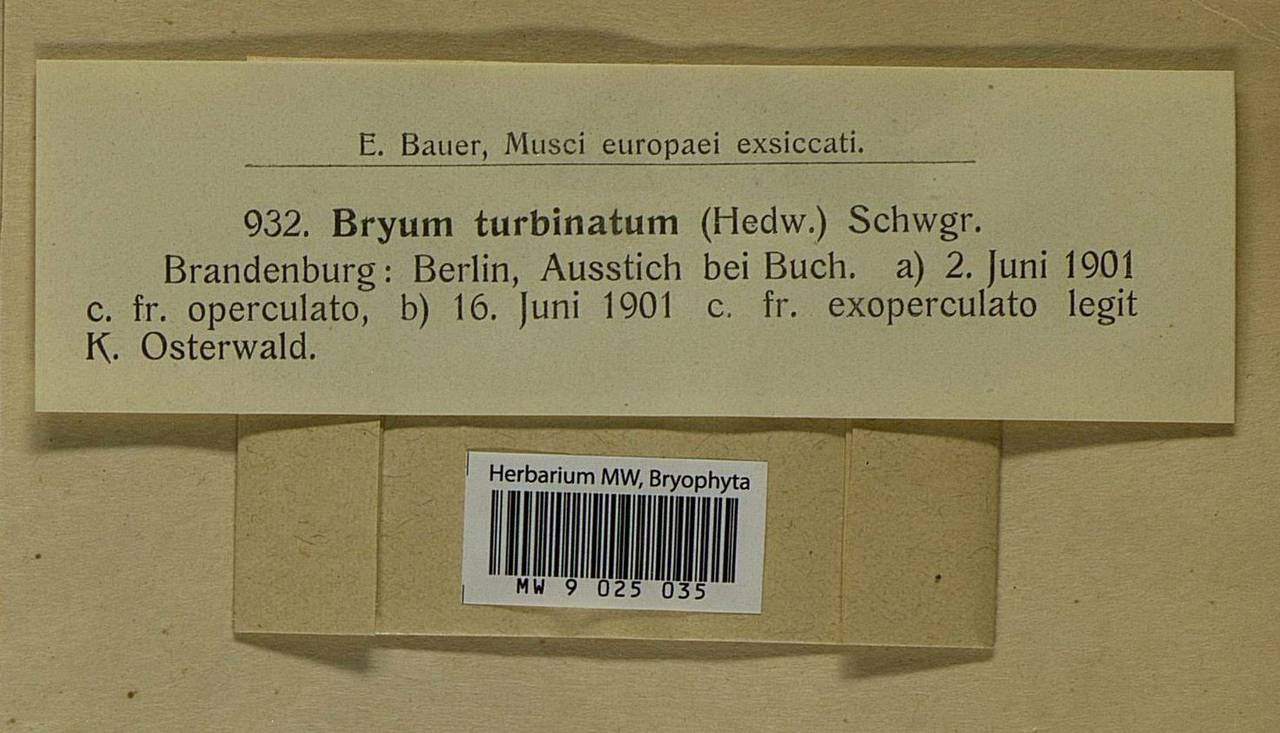 Ptychostomum turbinatum (Hedw.) J.R. Spence, Bryophytes, Bryophytes - Western Europe (BEu) (Germany)