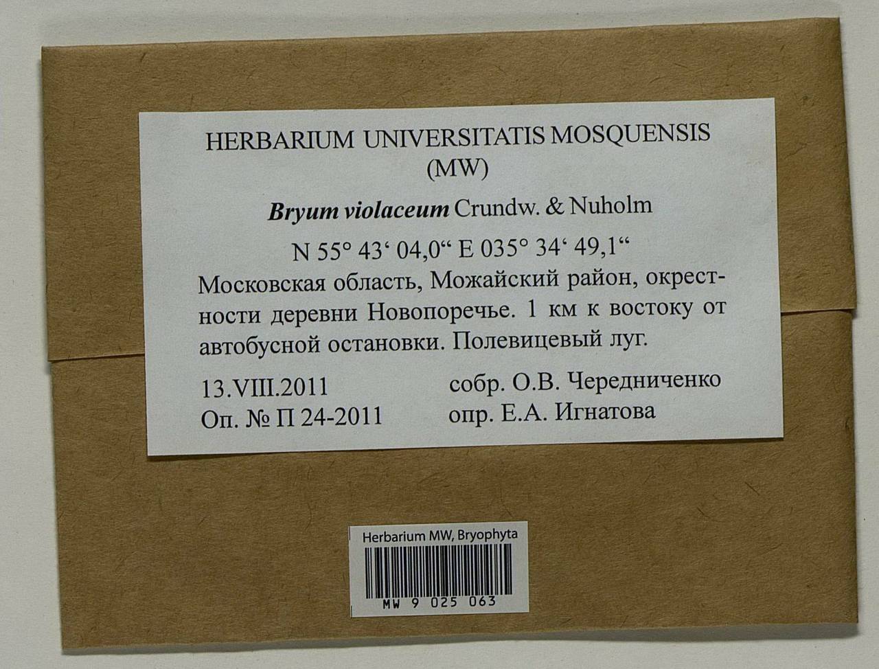 Gemmabryum violaceum (Crundw. & Nyholm) J.R. Spence, Bryophytes, Bryophytes - Moscow City & Moscow Oblast (B6a) (Russia)