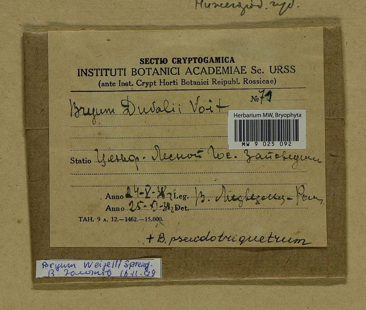 Ptychostomum weigelii (Biehler) J.R. Spence, Bryophytes, Bryophytes - Middle Russia (B6) (Russia)