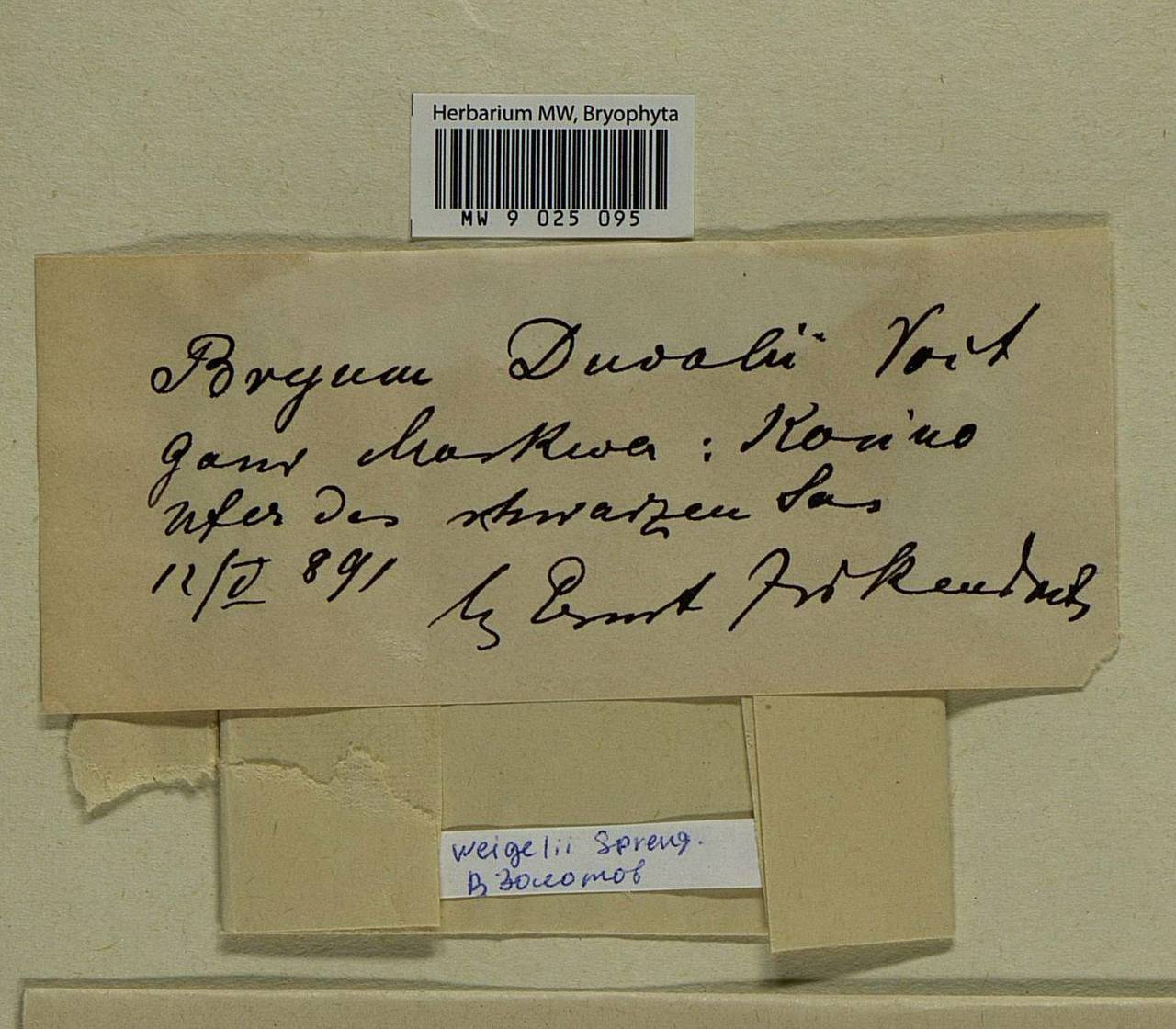 Ptychostomum weigelii (Biehler) J.R. Spence, Bryophytes, Bryophytes - Moscow City & Moscow Oblast (B6a) (Russia)