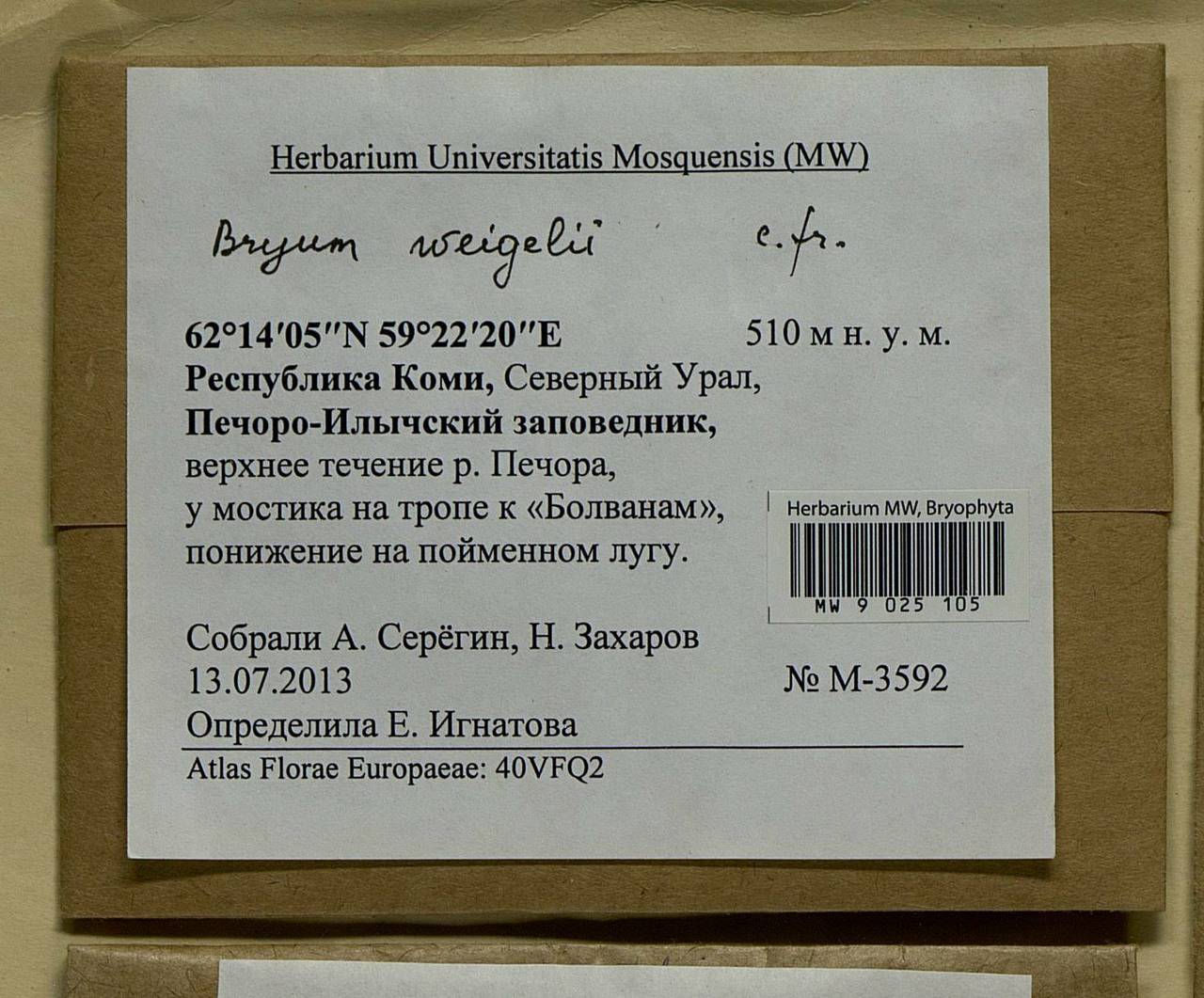 Ptychostomum weigelii (Biehler) J.R. Spence, Bryophytes, Bryophytes - European North East (B7) (Russia)