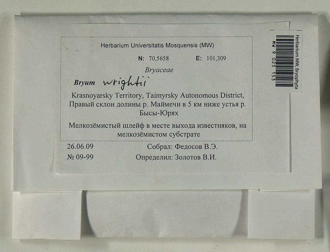 Ptychostomum wrightii (Sull. & Lesq.) J.R. Spence, Bryophytes, Bryophytes - Krasnoyarsk Krai, Tyva & Khakassia (B17) (Russia)