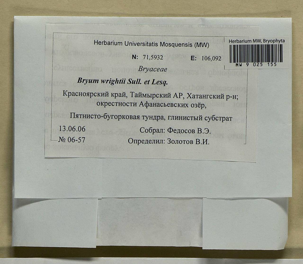 Ptychostomum wrightii (Sull. & Lesq.) J.R. Spence, Bryophytes, Bryophytes - Krasnoyarsk Krai, Tyva & Khakassia (B17) (Russia)