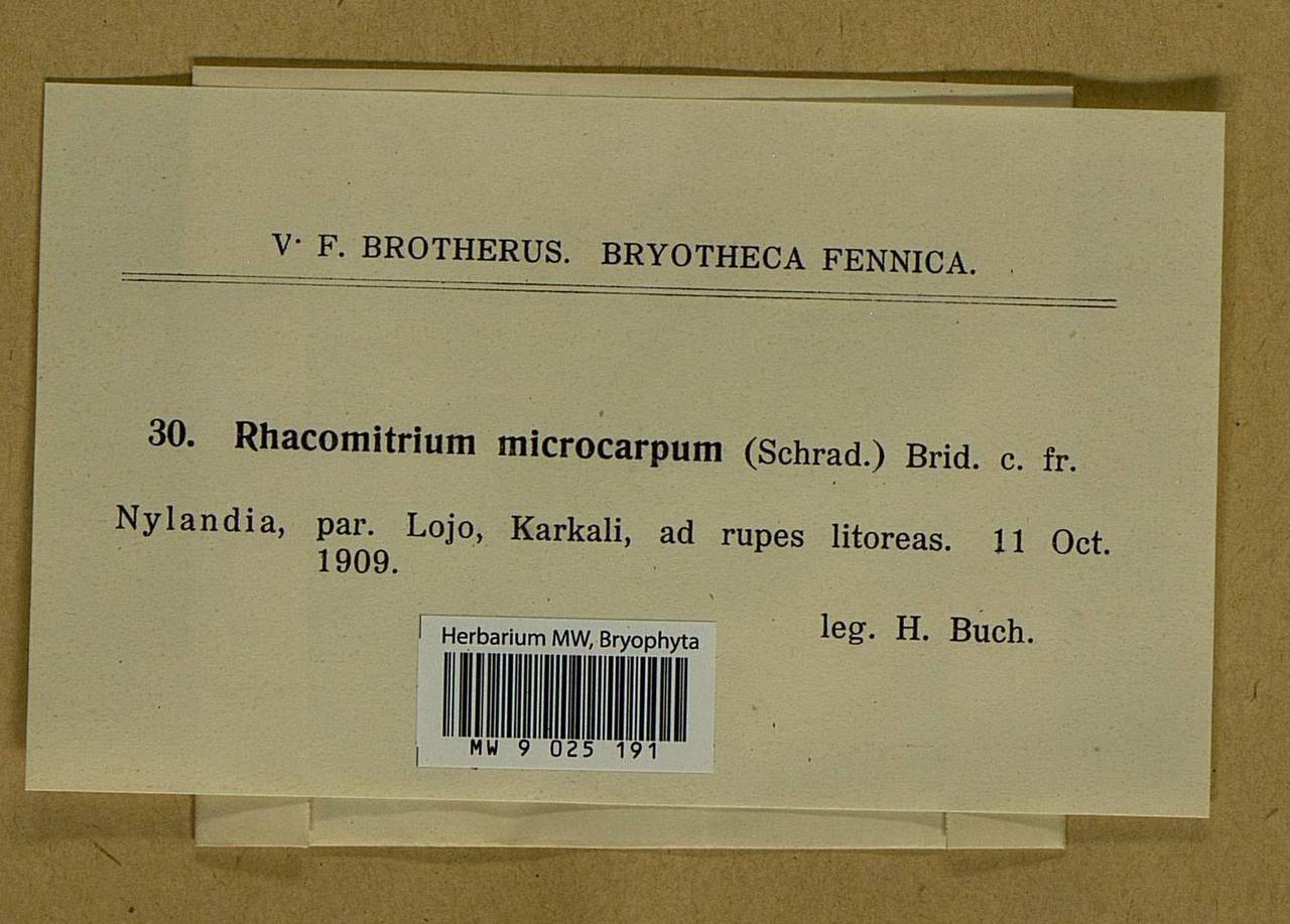 Bucklandiella microcarpos (Hedw.) Bedn.-Ochyra & Ochyra, Bryophytes, Bryophytes - Western Europe (BEu) (Finland)