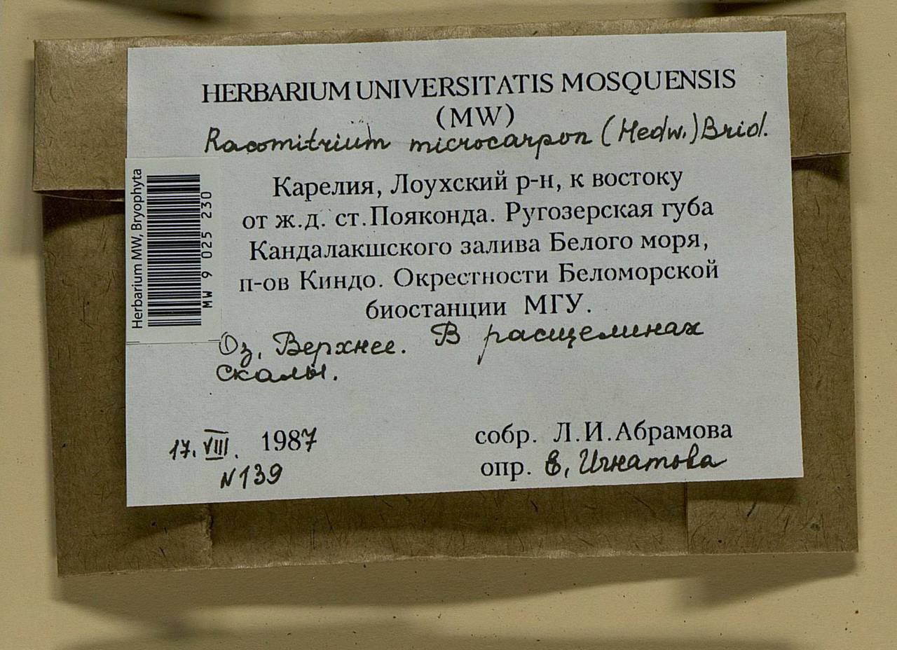 Bucklandiella microcarpos (Hedw.) Bedn.-Ochyra & Ochyra, Bryophytes, Bryophytes - Karelia, Leningrad & Murmansk Oblasts (B4) (Russia)