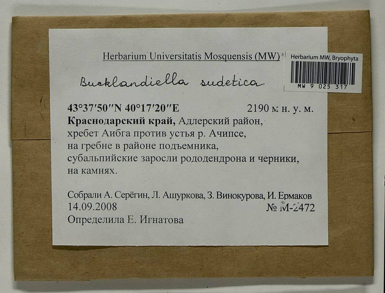 Bucklandiella sudetica (Funck) Bedn.-Ochyra & Ochyra, Bryophytes, Bryophytes - North Caucasus & Ciscaucasia (B12) (Russia)