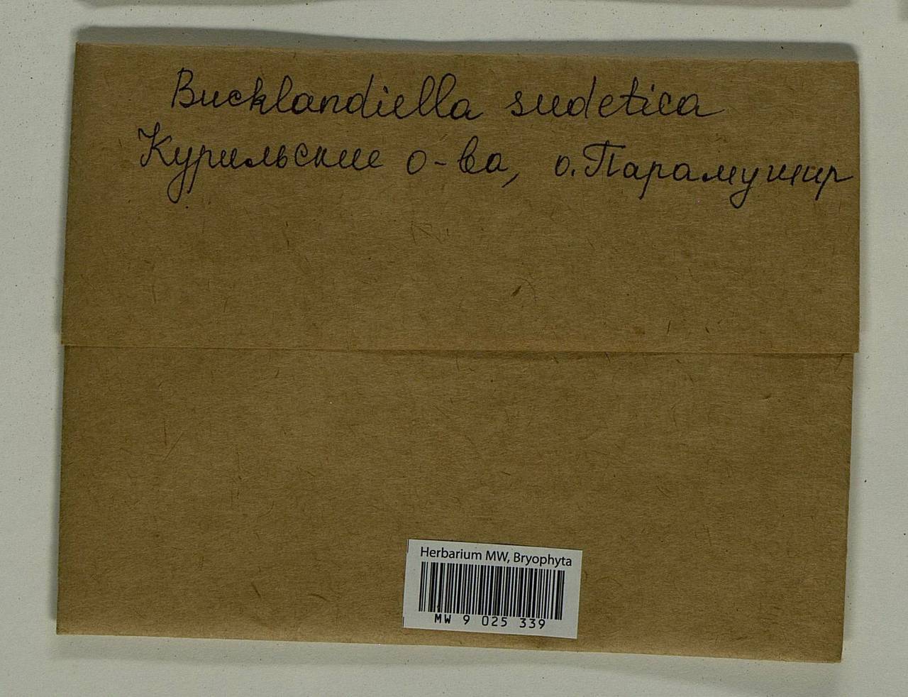 Bucklandiella sudetica (Funck) Bedn.-Ochyra & Ochyra, Bryophytes, Bryophytes - Russian Far East (excl. Chukotka & Kamchatka) (B20) (Russia)