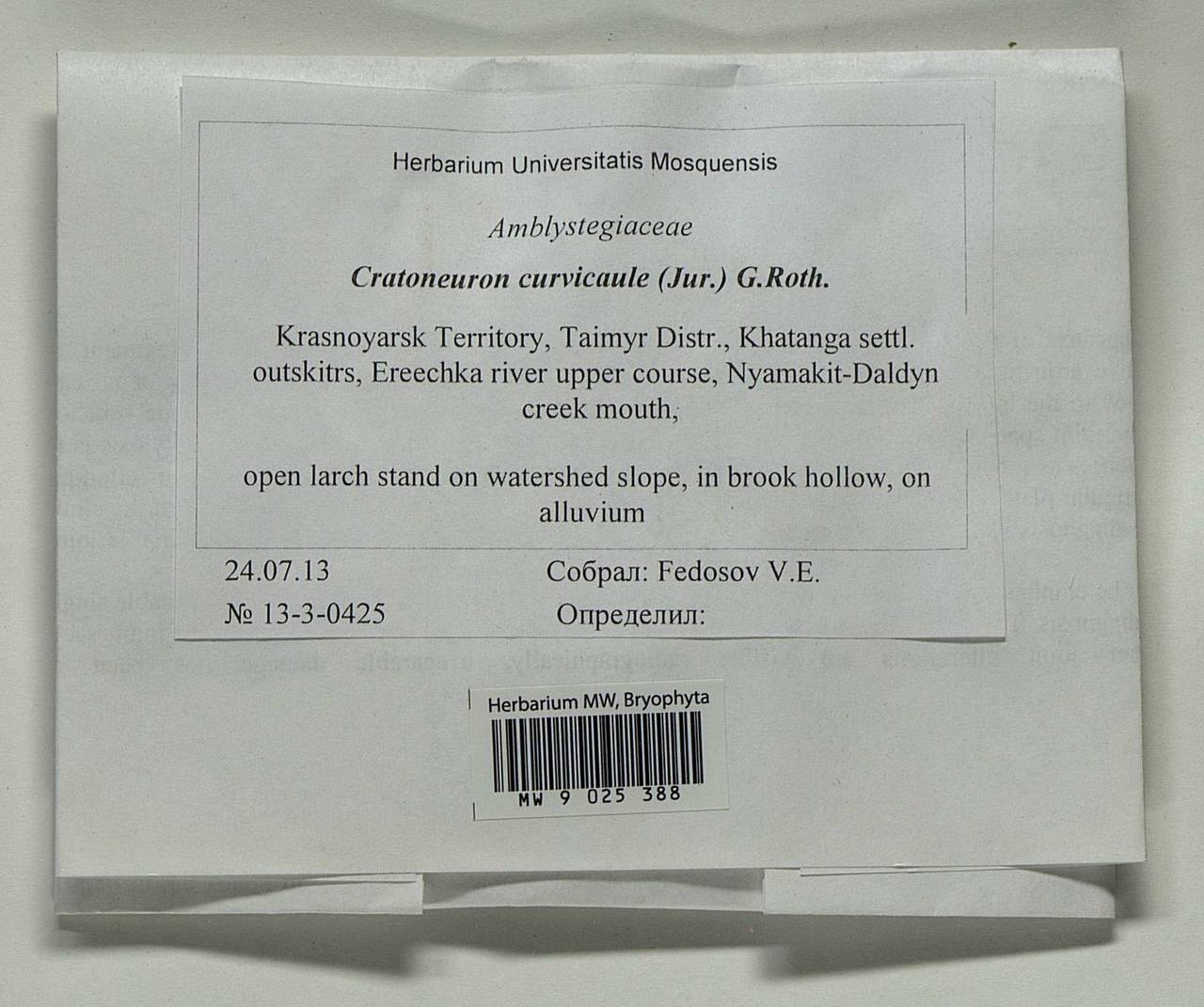 Cratoneuron curvicaule (Jur.) G. Roth, Bryophytes, Bryophytes - Krasnoyarsk Krai, Tyva & Khakassia (B17) (Russia)