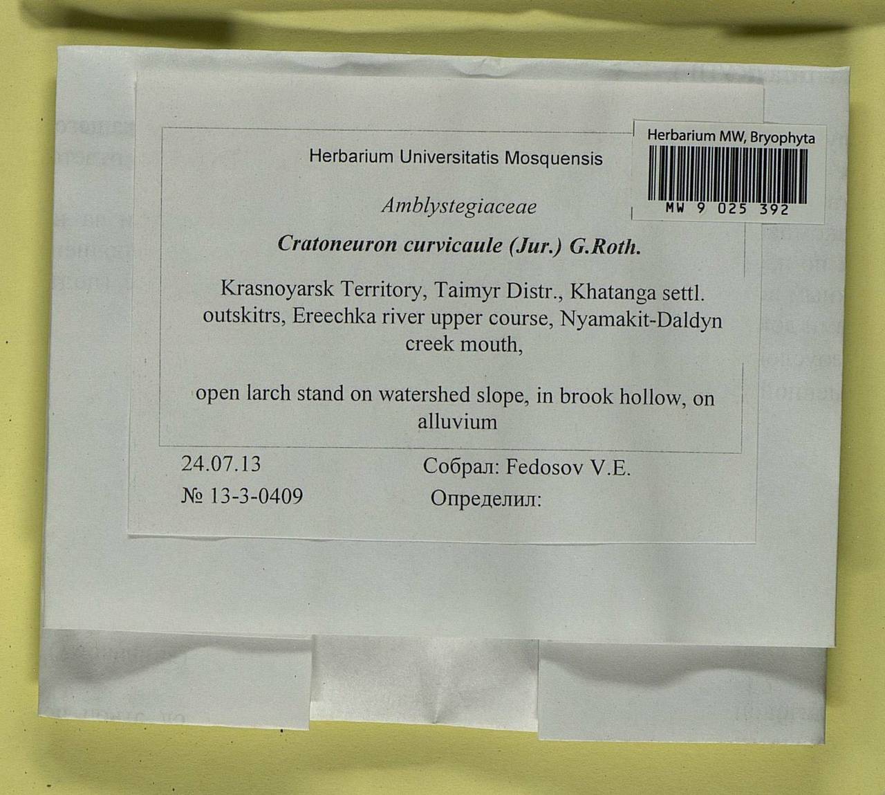 Cratoneuron curvicaule (Jur.) G. Roth, Bryophytes, Bryophytes - Krasnoyarsk Krai, Tyva & Khakassia (B17) (Russia)