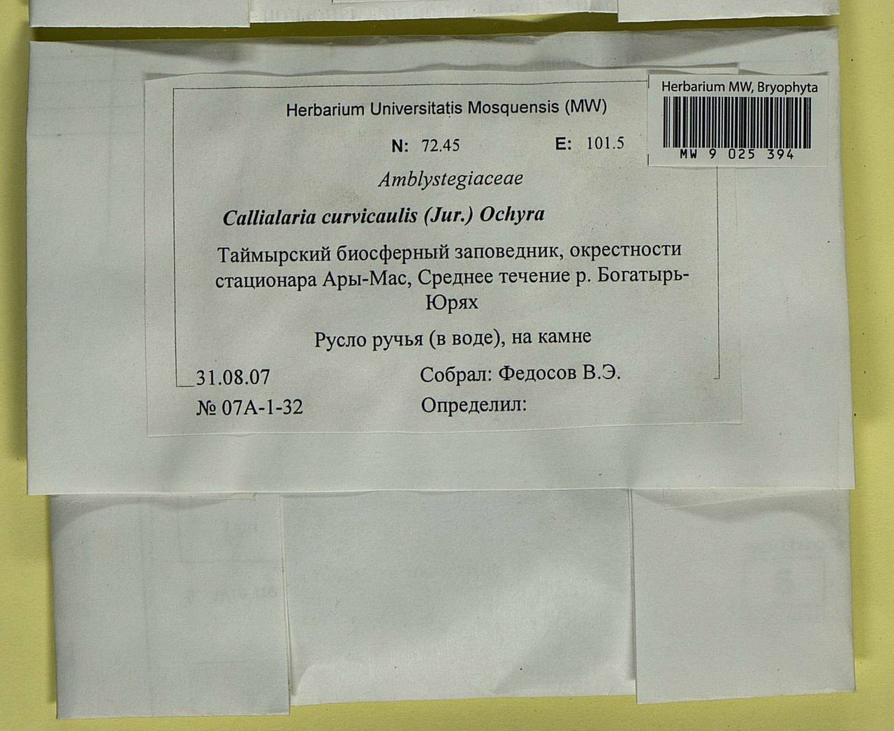 Cratoneuron curvicaule (Jur.) G. Roth, Bryophytes, Bryophytes - Krasnoyarsk Krai, Tyva & Khakassia (B17) (Russia)